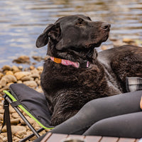 Ironman XLarge Quick Fold Dog Bed with padded Mat